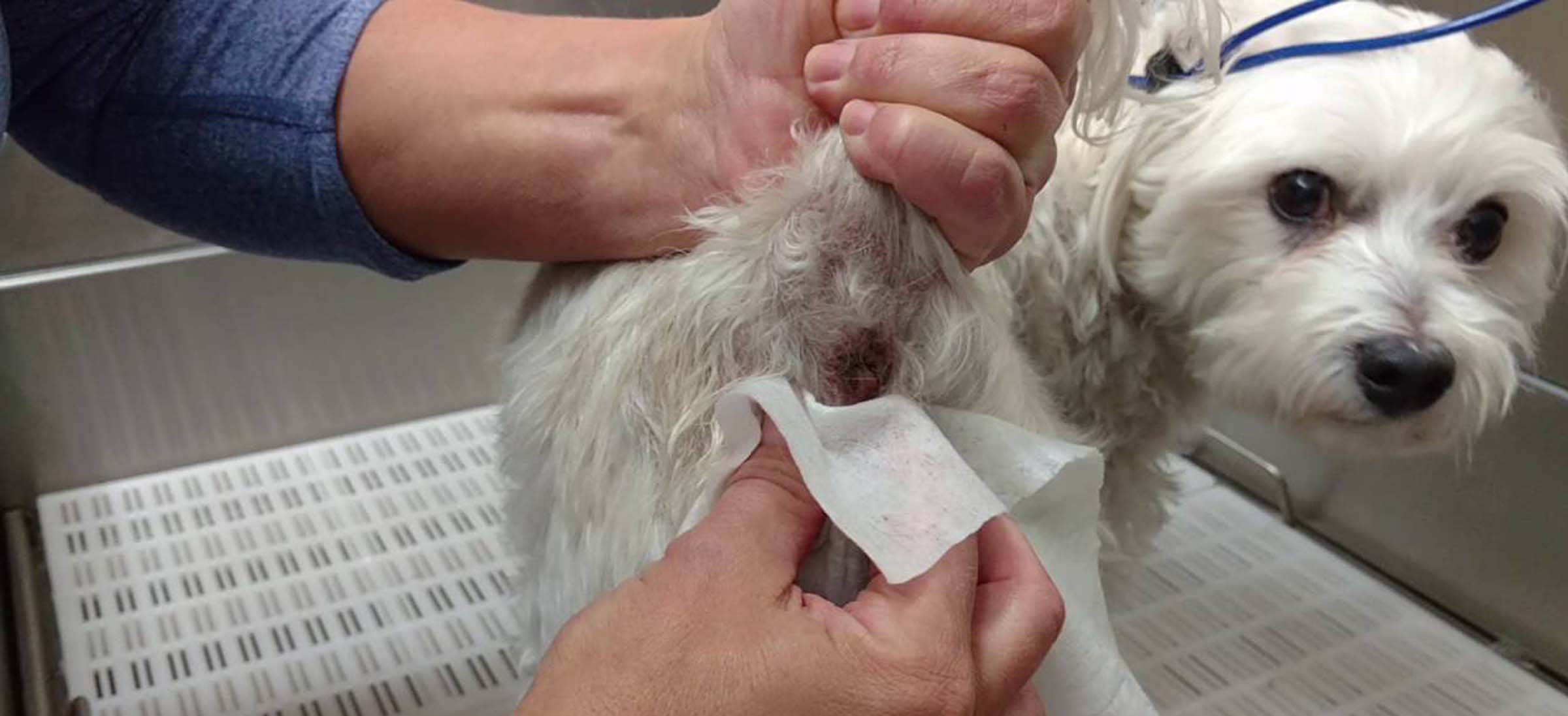 Anal Gland Expression