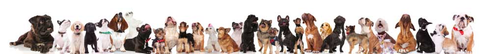 Dogs sitting in a row